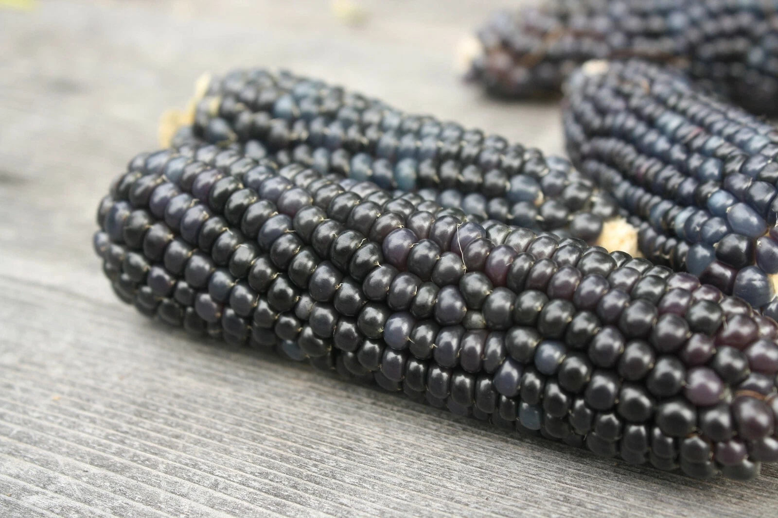 BLUE HOPI CORN Seeds - Organic Native Heirloom Variety for Summer/Fall Vegetable Garden - Zea mays