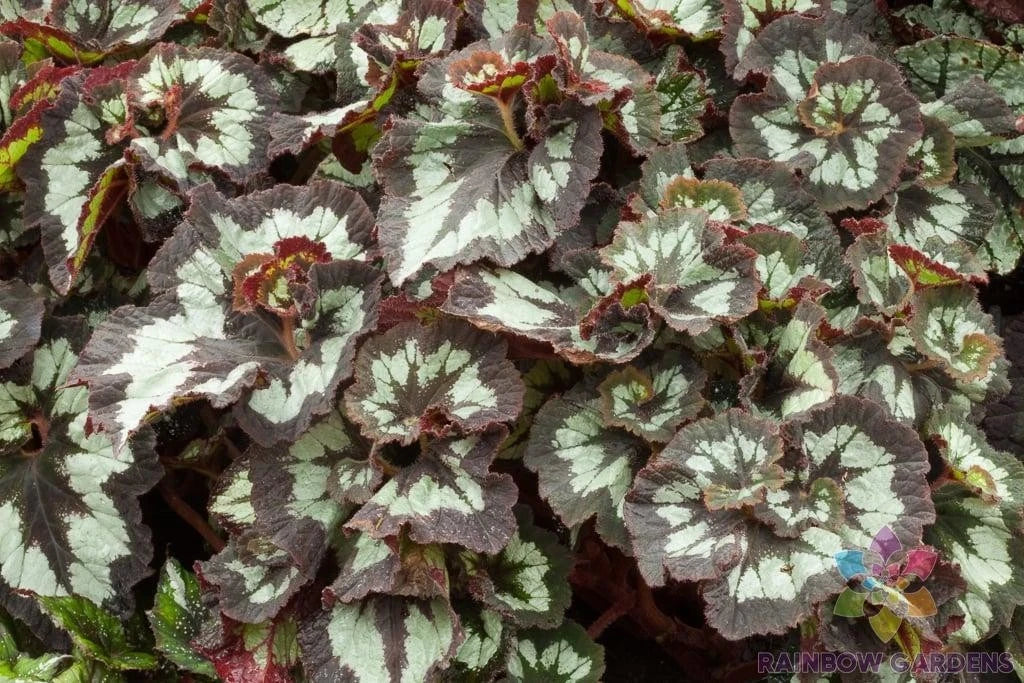 China Curl Begonia Seeds - 25+ Pack for Garden Planting - Ideal for USA Gardens - Begonia 'Curl'