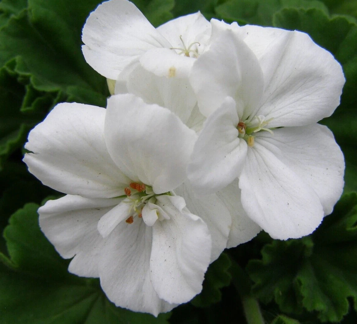 Geranium Pelargonium Zonal Cuttings 6" White Flowers Broadleaf Evergreen 3 Live Unrooted Plant