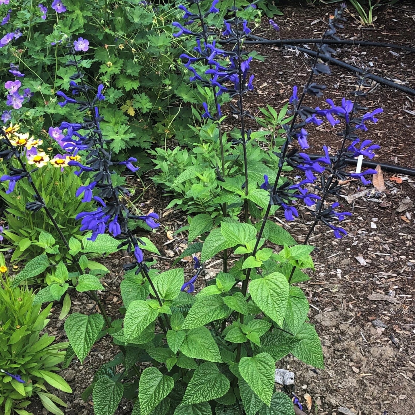 Salvia ‘Black and Blue’ – Live Starter Plant, Tender Perennial Salvia guaranitica, Hummingbird Magnet, Bold Blue Flowering Plant