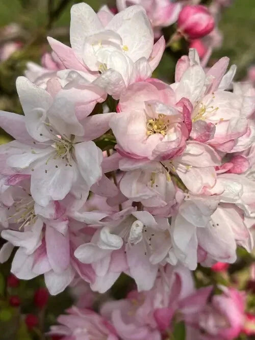 Snowcloud Crabapple Seeds - 25+ Pack for Garden Planting - Malus 'Snowcloud' - USA