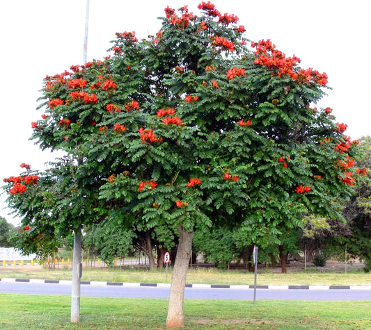 African Tulip Magnolia Seeds - Spathodea campanulata, Flame of The Forest, Tropical Flowering Tree Seeds