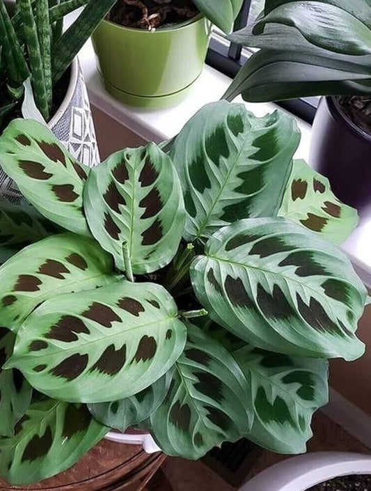 Maranta Prayer Plant 3-5in Green Live Maranta leuconeura Tropical Houseplant No Pot