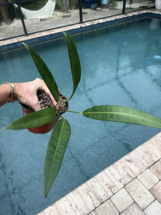 Anthurium Plant - Morona Variety - Live Houseplant - Free Shipping - Indoor Tropical Plant (Anthurium)