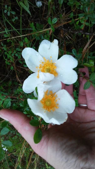 Heirloom Baby Rambling Rose Bush Live Plant 1' Multiflora, White ...