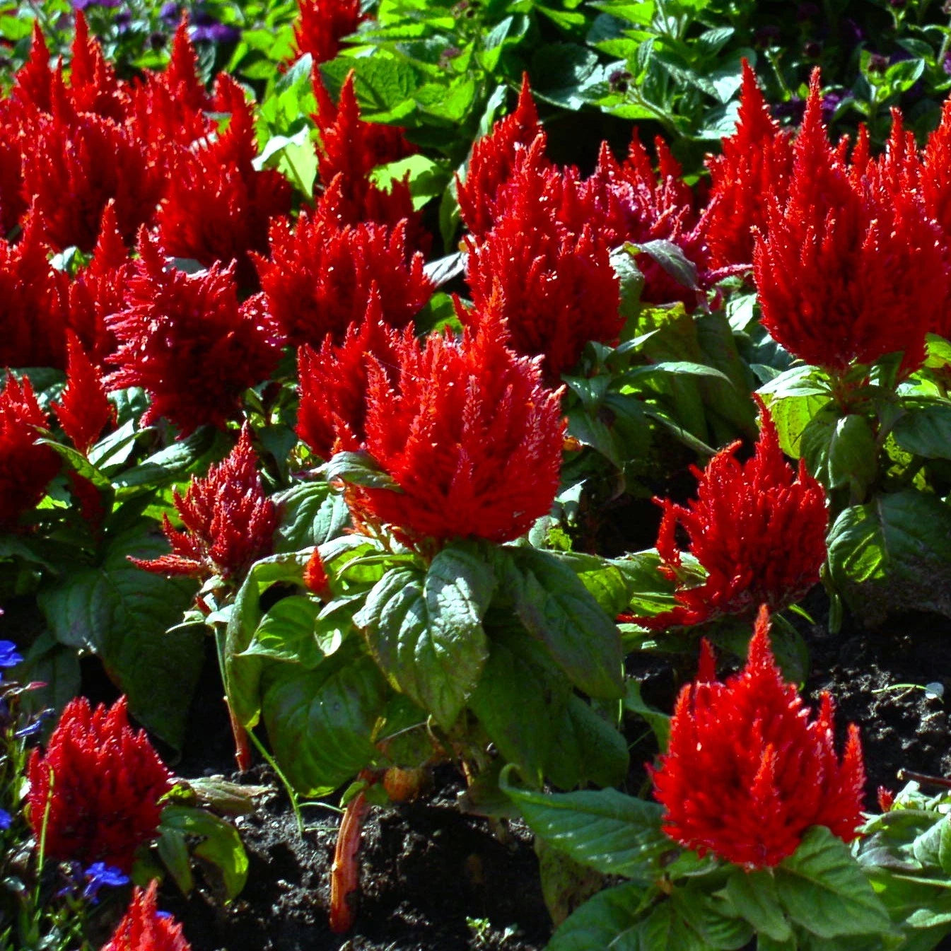 Celosia Seeds - Forest Fire Variety, Dark Red Feather, Plumosa - Ideal for 2025 Planting - Vibrant Scarlet Blooms