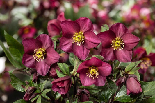 Ice N Roses Hellebore Plants - Perennial Flowering Plant - Winter Bloomer - Helleborus x hybridus