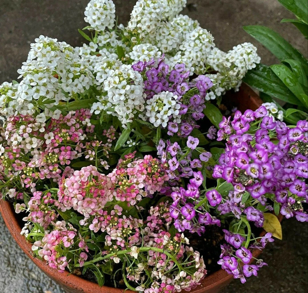 Sweet Alyssum Flower Seeds - Color Mix - 100 Pack - Lobularia maritima