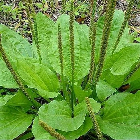 Organic Bare Root Plantago Major Broadleaf Plantain - Live 3-4" Plants (4 Pack) - NC Grown Herbal Medicinal Plants