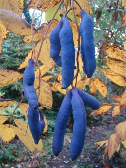 Blue Sausage Fruit Seeds - Organic Decaisnea fargesii - 10 Seeds for Planting