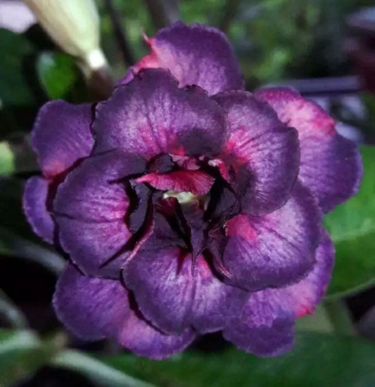 Dark Purple Pink Desert Rose Seeds - Adenium Obesum - Exotic Flower Seeds for Garden - 4 Pack