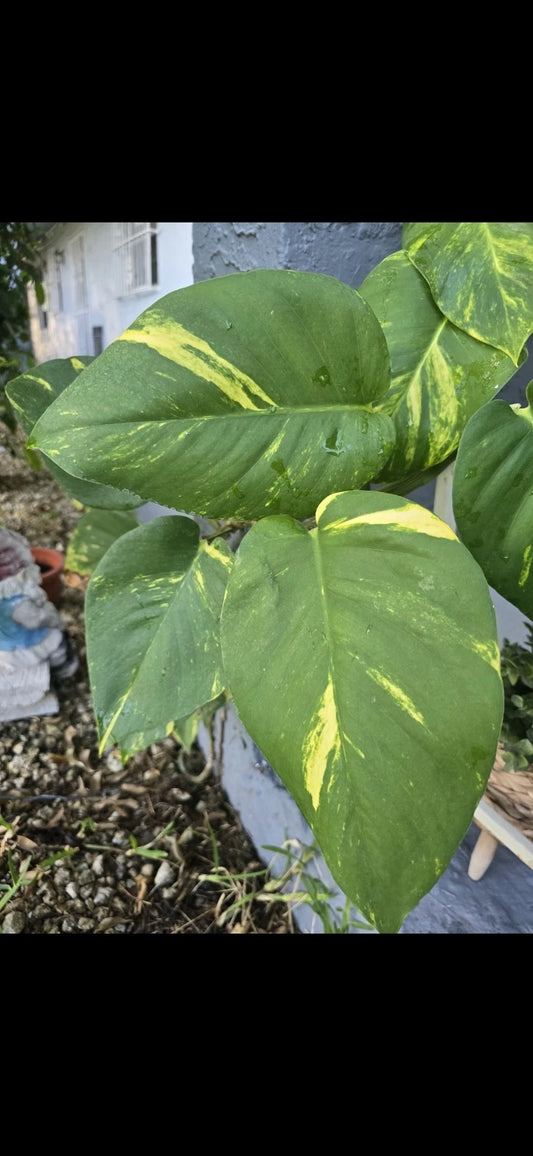 Golden Pathos Live Plant Cuttings with Roots - Small Indoor/Outdoor Vine - Epipremnum aureum