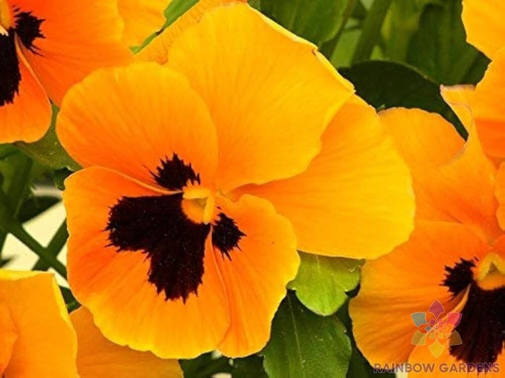200+ Orange Blotch Pansy Seeds | Inspire Plus Variety | Viola Plants for Garden