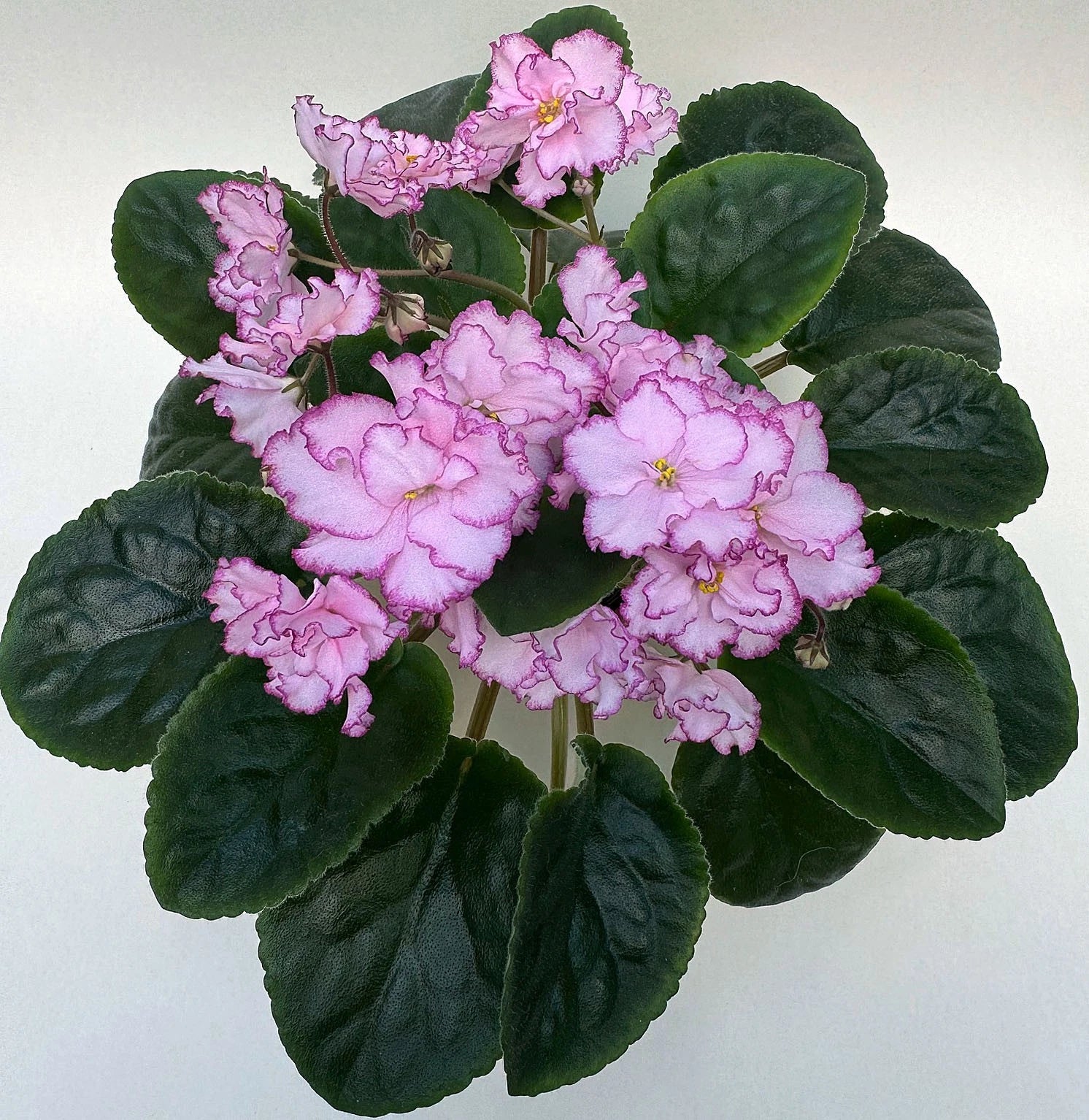 African Violet Leaf - Light Pink Double Blooms - Saintpaulia ionantha 'Ian Minuet'