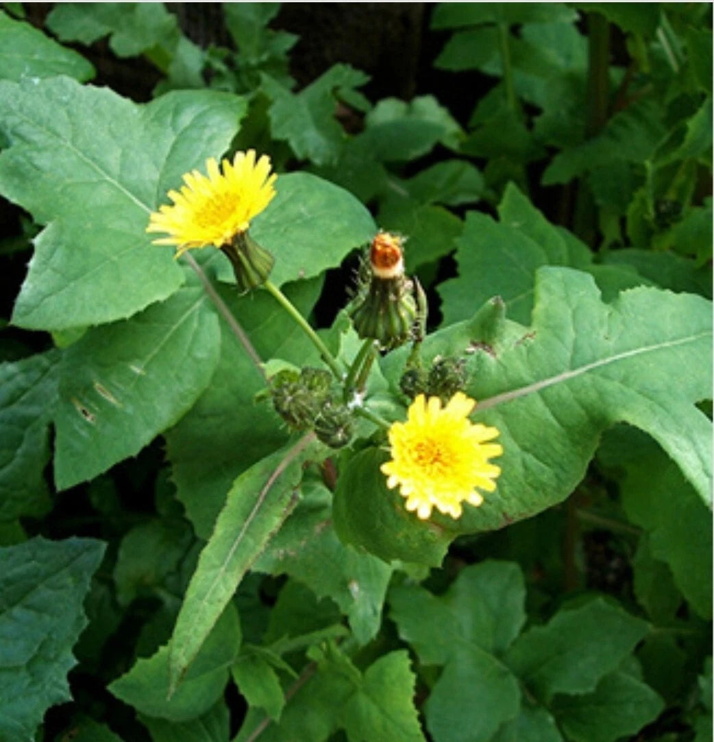 Smooth Sowthistle Seeds - 100+ Medicinal Herb Seeds (Sonchus oleraceus) - Organic, Non-GMO, Heirloom, 03/2025