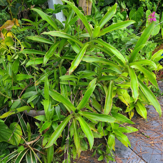 Callisia Fragrans Basket Plant - Chain Plant - Two Large Rooted Plants - Inch Plant - Easy Care Houseplant