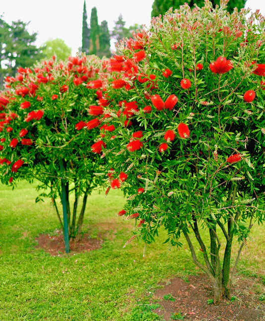 Crimson Bottle Brush Tree Seeds - 100+ Red Flowering Seeds (Callistemon citrinus) for Garden Planting