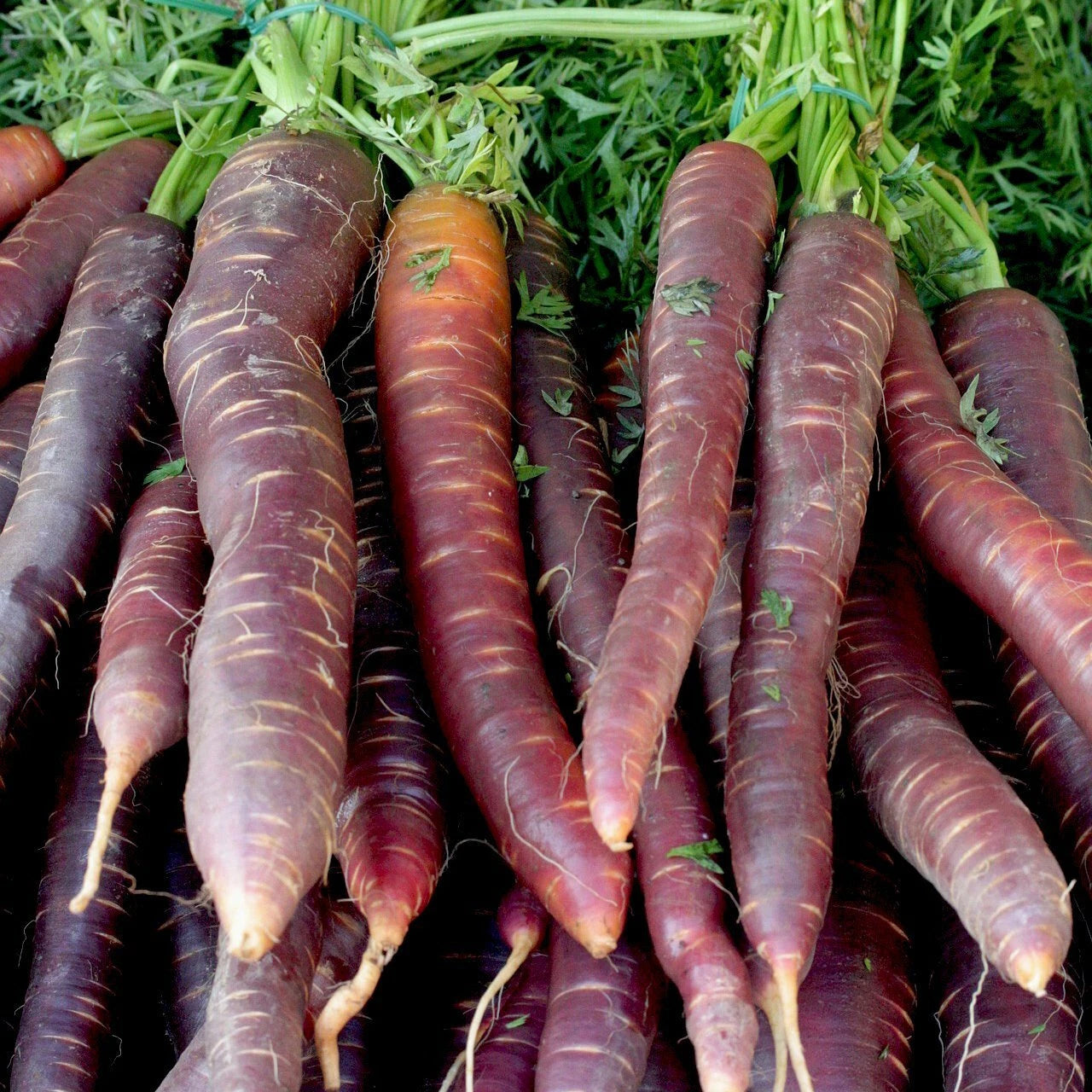 Cosmic Purple Carrot Seeds - NON-GMO, Lycopene Variety, Multiple Sizes Available, Heirloom Gardening Seeds