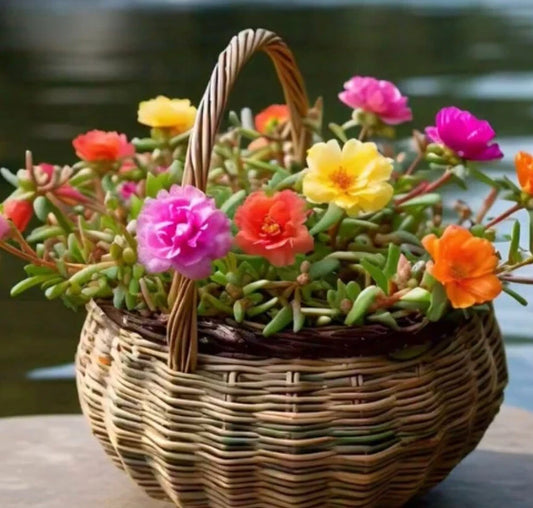 2000+ Seeds Moss Rose Double Mix Color - Portulaca grandiflora - Vibrant Garden Flower Seeds for Planting