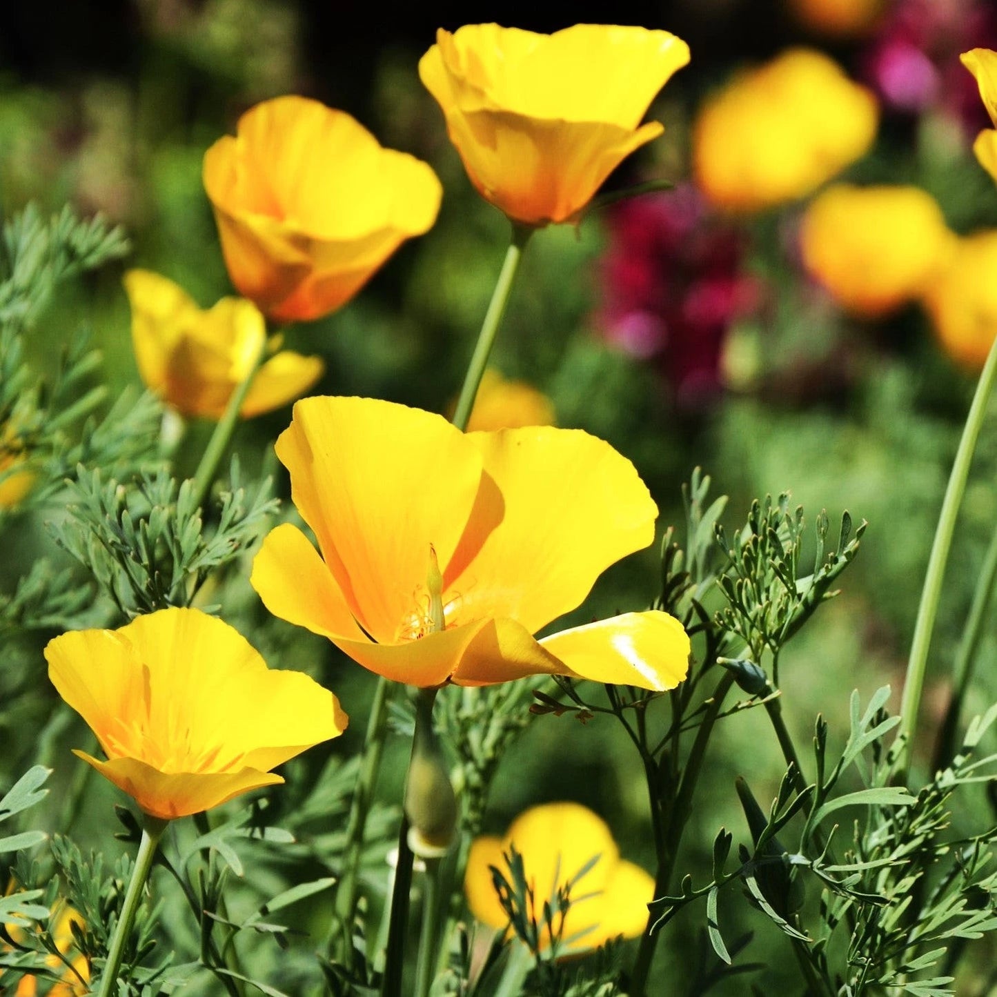 California Poppy Seeds - Chrome Queen Yellow - Sulphur Yellow - (Eschscholzia californica) for 2025 Planting