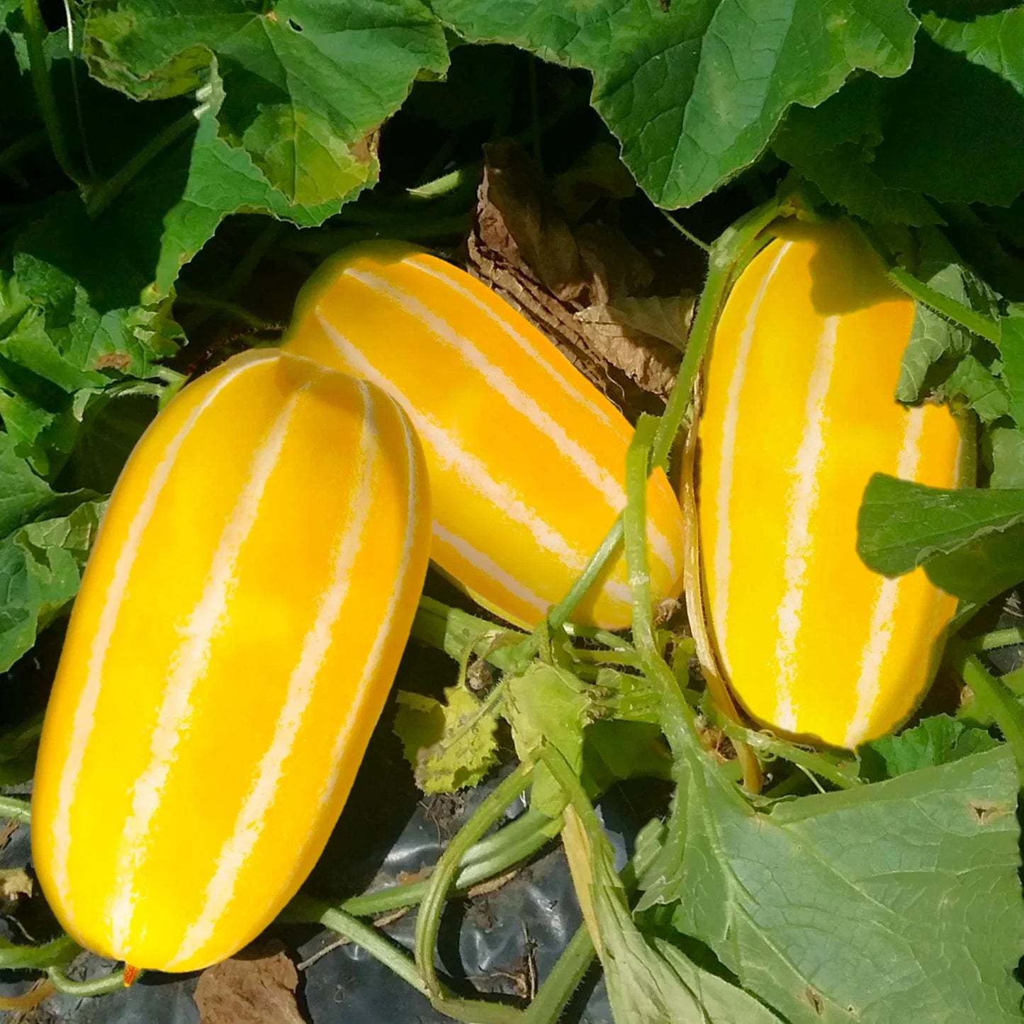 Golden Giant Korean Melon Seeds - Hybrid Yellow with White Stripes - Perfect for 2025 Planting - Cucumis melo