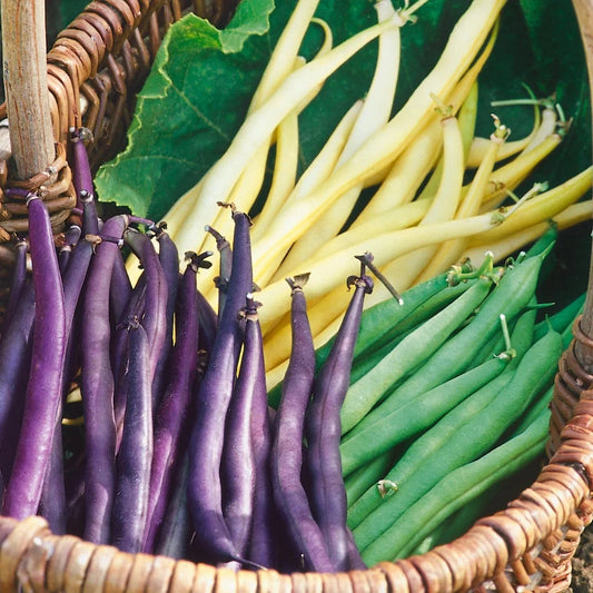Mardi Gras Blend Green Bean Seeds - 3 Colors Mix for 2025 Planting - Purple, Green, Yellow - Phaseolus vulgaris