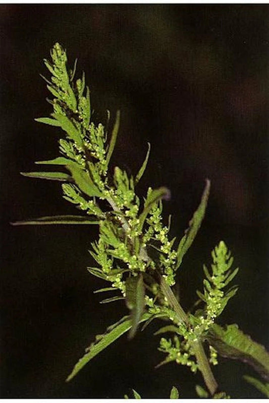 Epazote Seeds - 300 Non-GMO Mastruz Chenopodium Ambrosioides Mexican Herb for Cooking and Medicinal Use