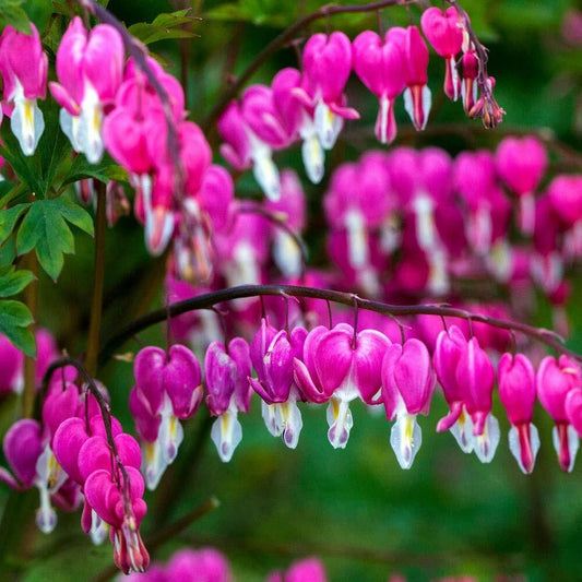 25 Bleeding Heart Seeds - Bright Pink Purple Flowers - Perennial Plant (Dicentra spectabilis) - US Seller