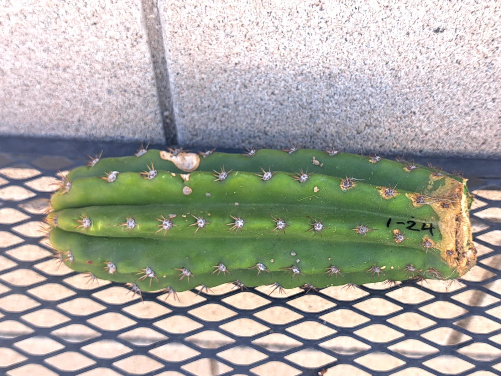 Cereus Scopulicola Cactus Cutting - 24 Inches Tall - Succulent Plant Cutting - Ideal for Gardening and Home Decor