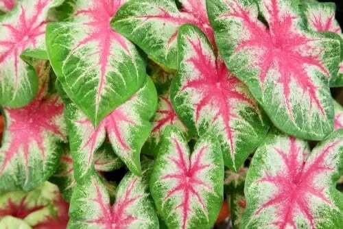 Caladium Bulbs 6 Pack - Kathleen Variety - Perennial Elephant Ears - Ideal for Planting