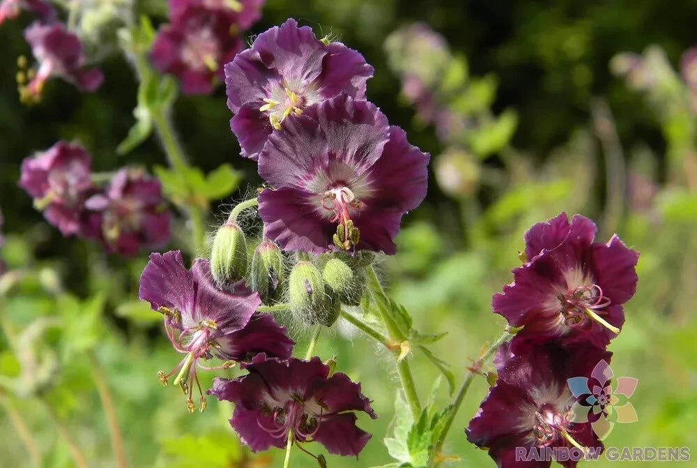 25+ Samobor Geranium Seeds - Flowering Plant - Pelargonium × hortorum - USA Grown - Free Shipping
