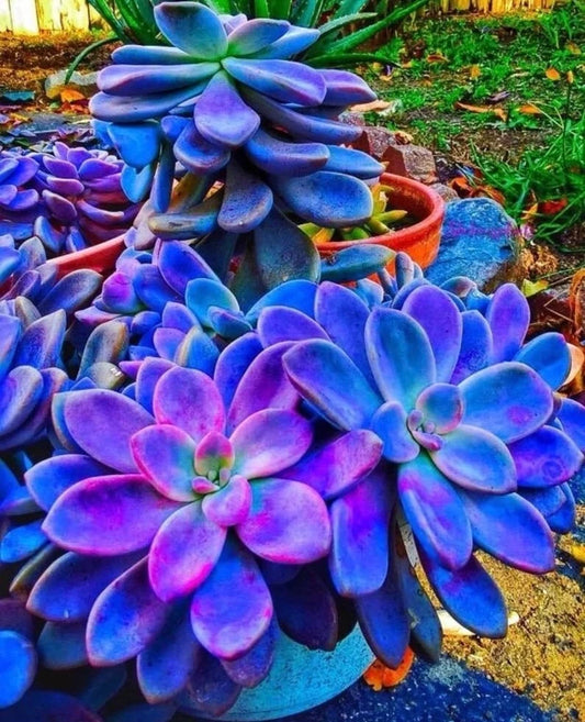 Blue Succulents Seeds Pack - Witchford Lithops Cactus Seeds, 100 Pcs, Perfect for Indoor Gardening and Plant Collecting