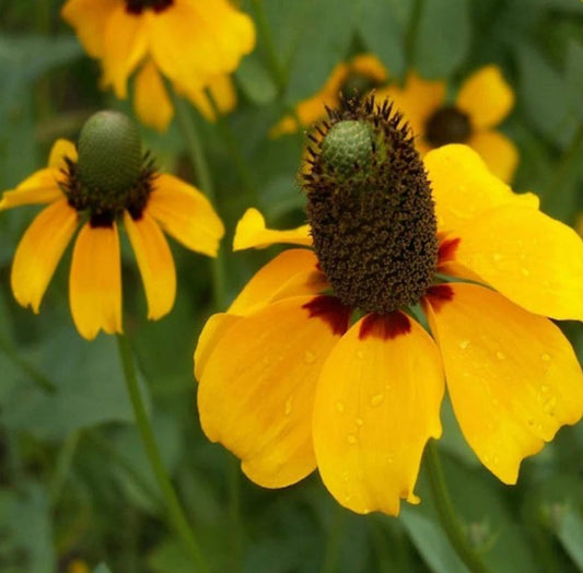 10,000 Seeds Coneflower Clasping Leaf Yellow Flower Non-GMO Echinacea angustifolia