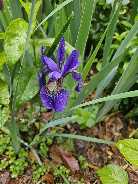 Miniature Japanese Iris Plant - 10-inch Purple Flower - Bare Root Perennial (Iris ensata) for Gardens