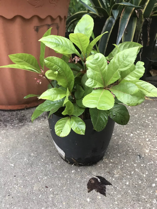 10 Organic Coral Berry Plants - 10” Tall Ardisia crenata - Ornamental Houseplants - Indoor/Outdoor Decor