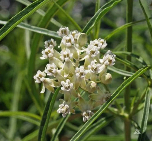 Milkweed Seeds - 30 Count - Narrow-Leaved Monarch Butterfly Host Plant - Asclepias fascicularis - Non-GMO