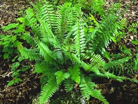 Christmas Fern Bare Root Plants - 3 Premium Native Woodland Ferns - Polystichum acrostichoides