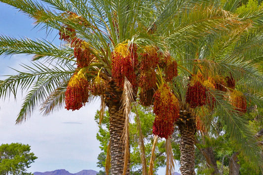 10 Seeds Date Palm Tree Phoenix Dactylifera - Fast Shipping USA - Grow Your Own Edible Dates