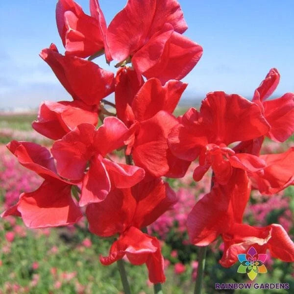 Air Warden Sweet Pea Seeds - 50+ Pack for Garden Planting - Lathyrus odoratus - USA