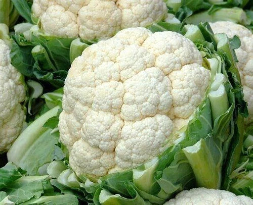 Cauliflower Seeds 600+ Self-Blanching Snowball Cool Weather Vegetable Garden (Brassica oleracea)