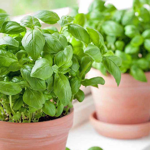 Basil Seeds for Pots - Large Sweet Non-GMO Herb - 500 Seeds - Perfect for Container Gardens - Ocimum basilicum