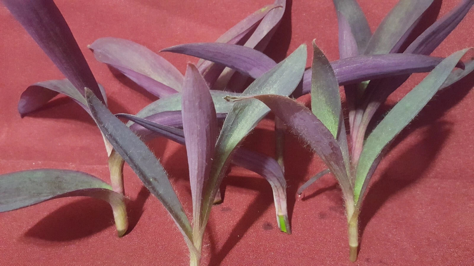 Purple Heart Wandering Jew Plant Cuttings 6 Pack 3 to 5 Inch Tradescantia pallida