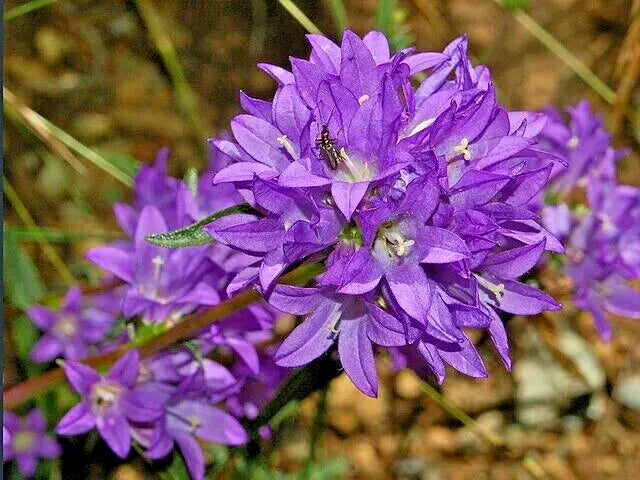 Blue Clustered Bellflower Seeds, 200 Count, Campanula glomerata 'Superba', Easy to Grow Perennial Garden Flowers