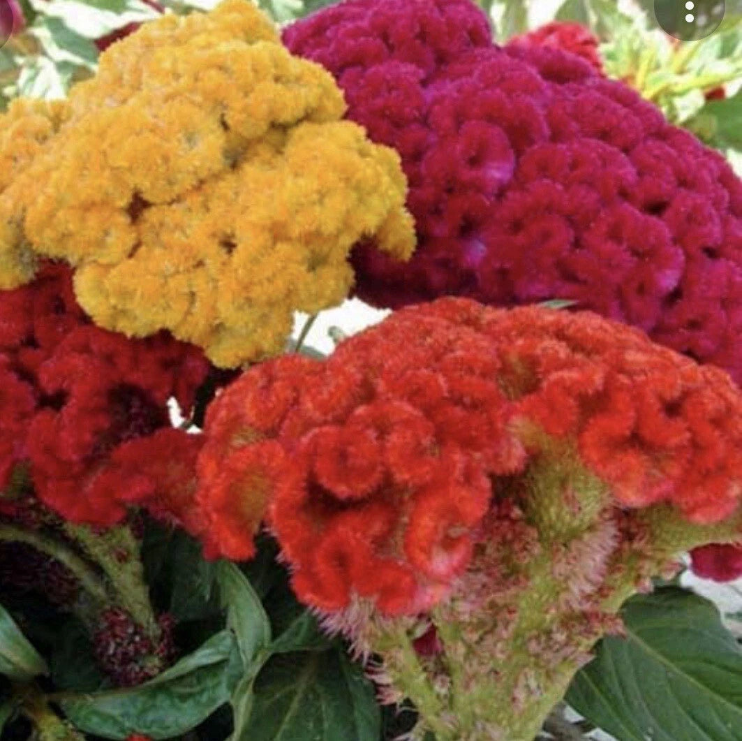 Celosia Seeds - 200+ Cockscomb Seeds - Celosia Cristata - Vibrant Flowering Plants for Garden or Container
