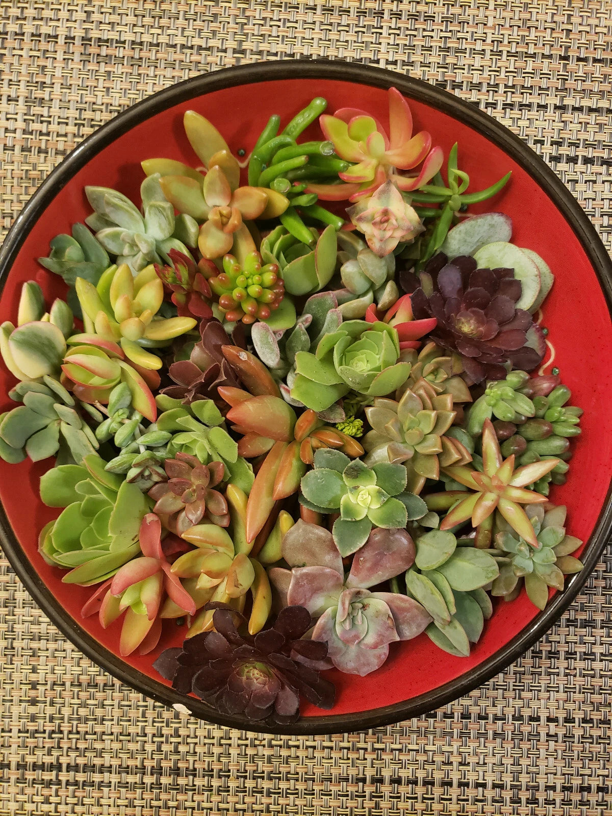 40 Succulent Cuttings Set | 30 Varieties | Ideal for Succulent Design | Echeveria, Sedum, and More