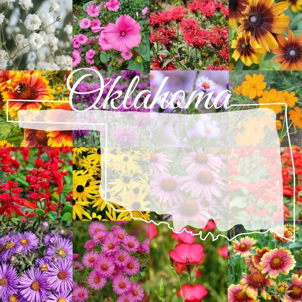 Bulk Wildflower Seed Mix 1/4LB Eastern Oklahoma Blend, Covers 2,000 sq ft, Native Wildflowers, Ideal for Pollinators
