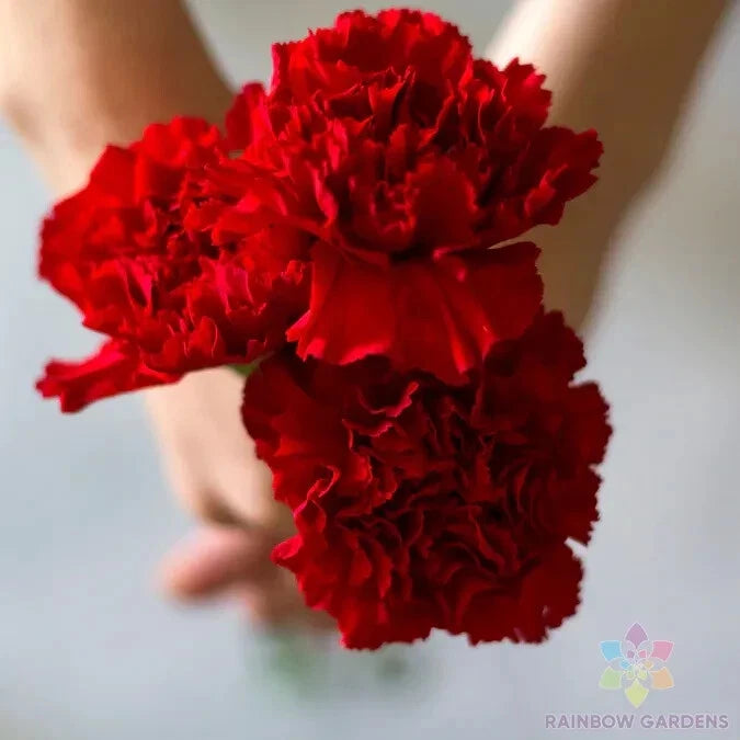 Carnation Seeds - 200+ Etincellant Variety - Dianthus caryophyllus - Ideal for Garden Planting - USA