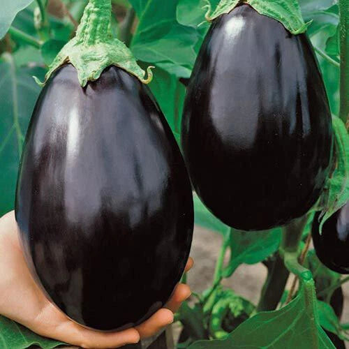 Black Beauty Eggplant Seeds - 25 Heirloom Seeds for High Yields - Solanum melongena, Popular Aubergine Variety