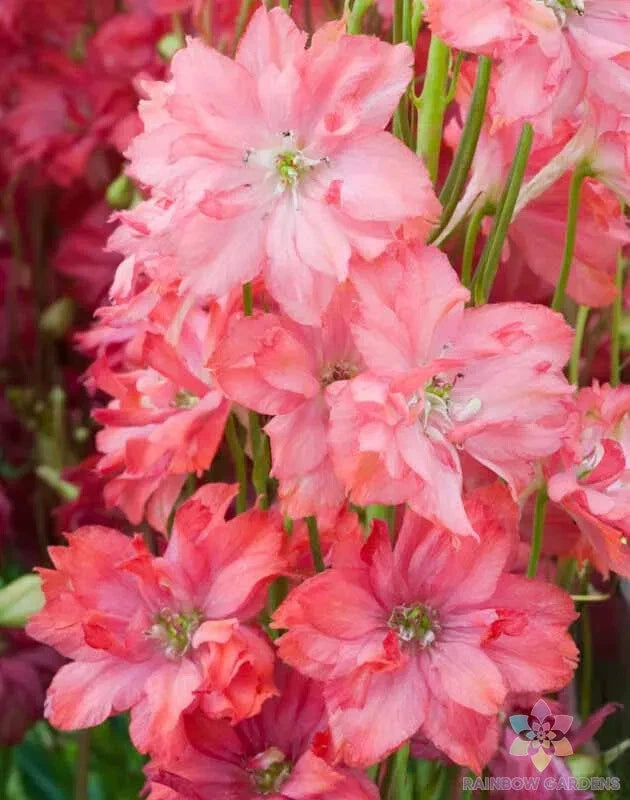 200+ Princess Caroline Delphinium Seeds - Blue Flowering Perennial - Delphinium elatum - USA - Free Shipping
