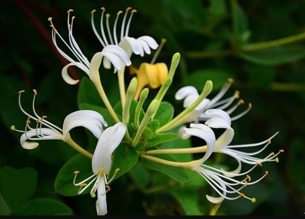 White Honeysuckle Vine Live Plant 1-3 Foot Bare Root Lonicera japonica All Natural Hardy